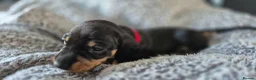 Miniature Dachshund dogs for sale: Litter of 5 beautiful boys - Advert 14