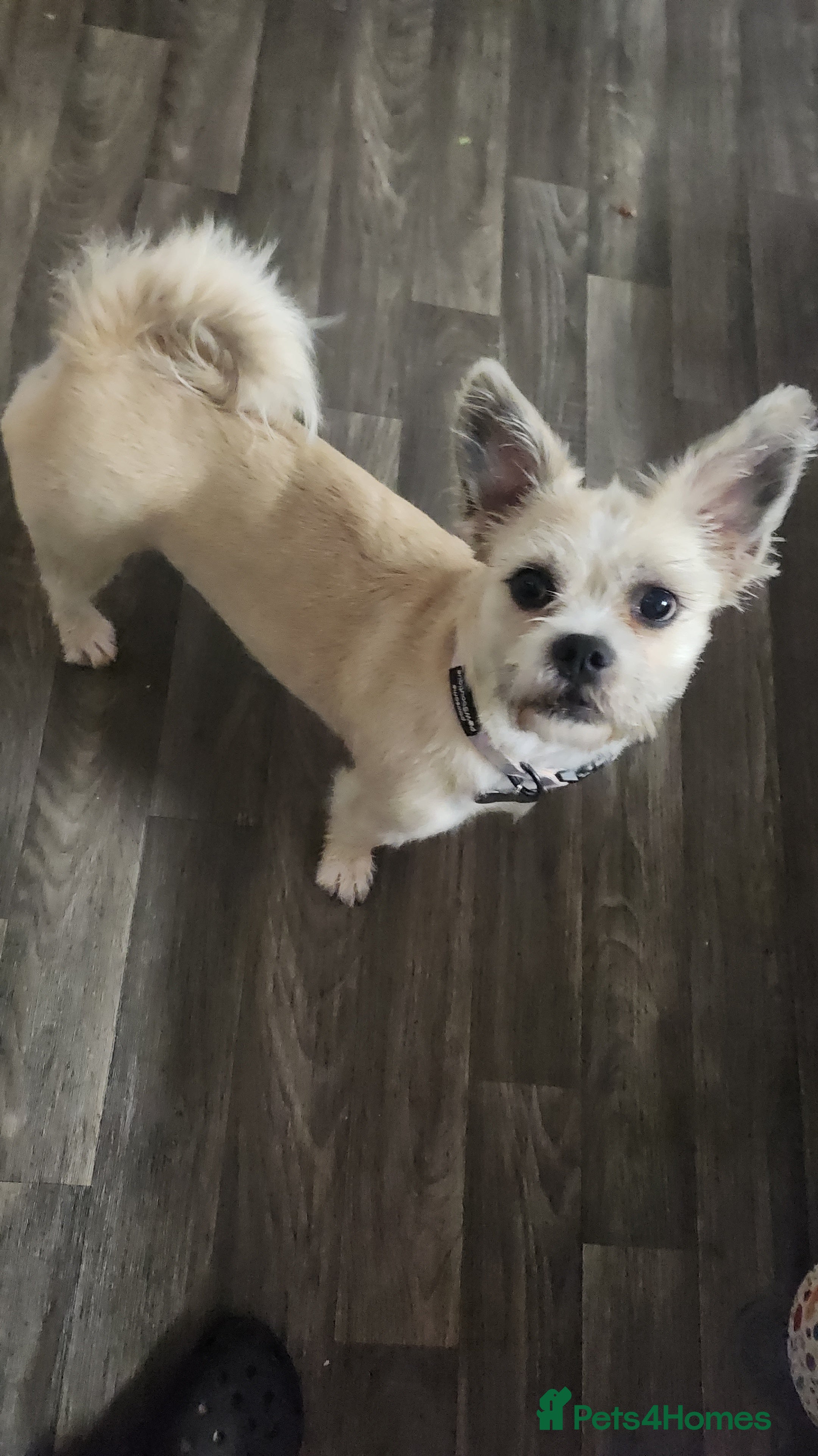 Mixed Breed dogs Beautiful Baby Girl - Advert 7