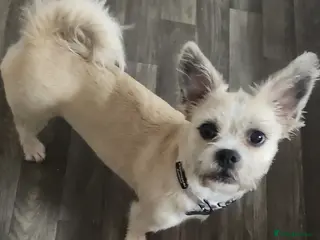 Mixed Breed dogs Beautiful Baby Girl - Advert 2