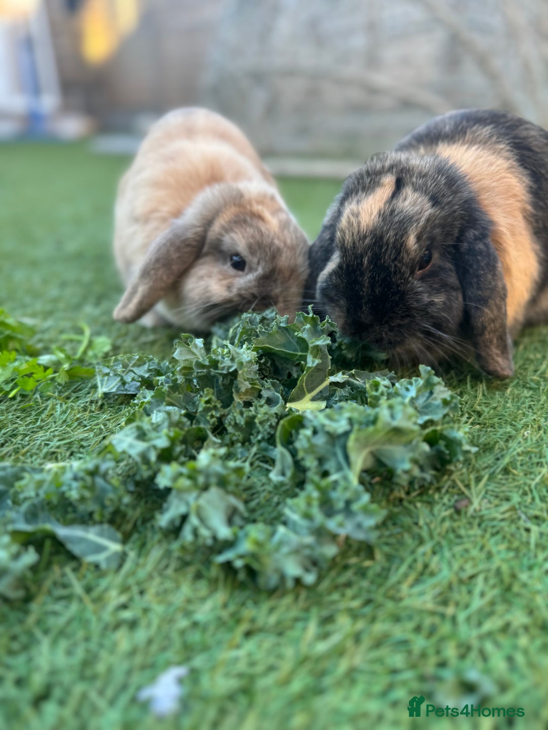 Mini Lop rabbits for sale: 2 Mini Lops - one male one female  - Advert 3