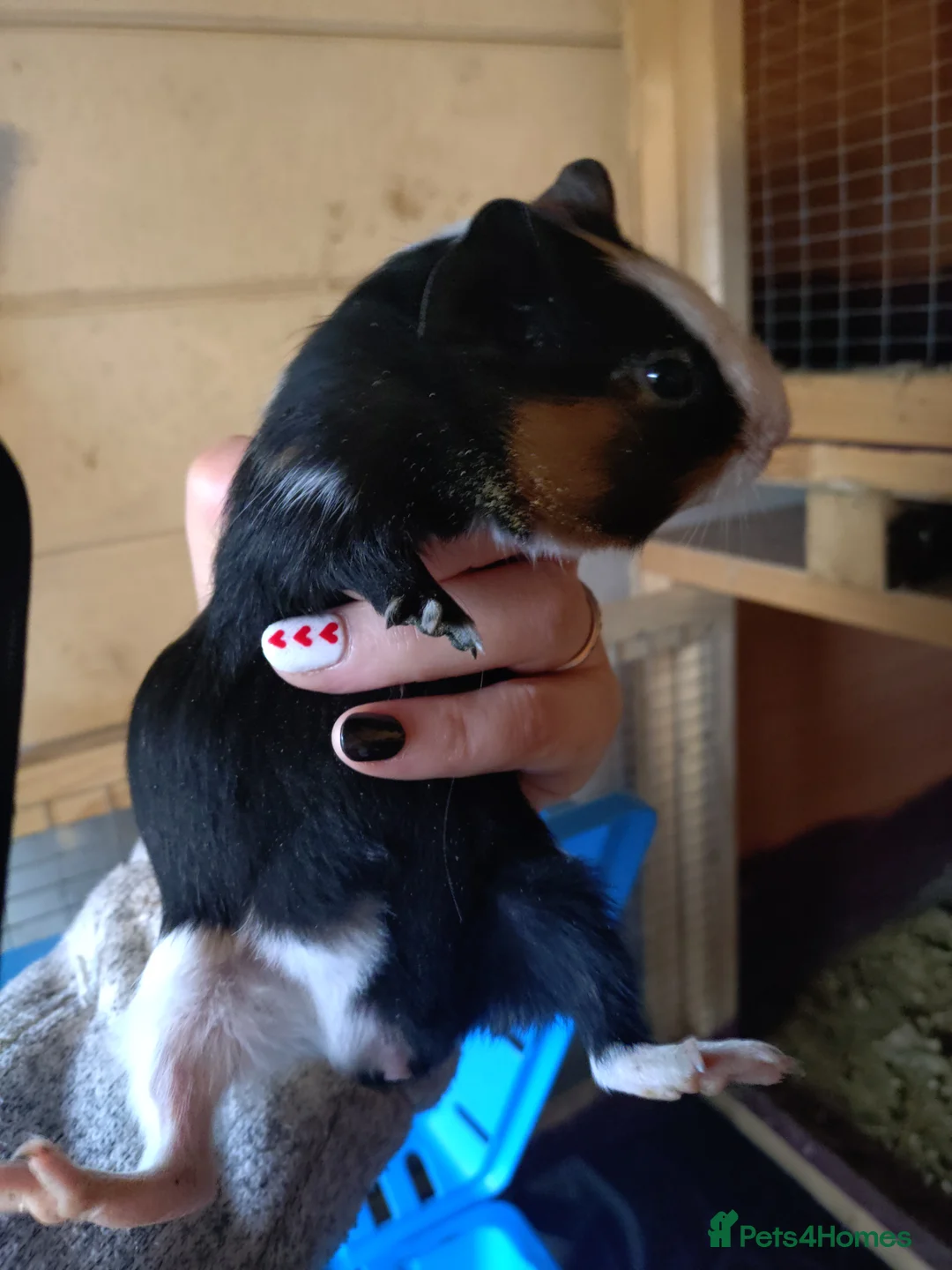 Guinea Pig rodents for sale: Baby male guinea pigs  - Advert 3