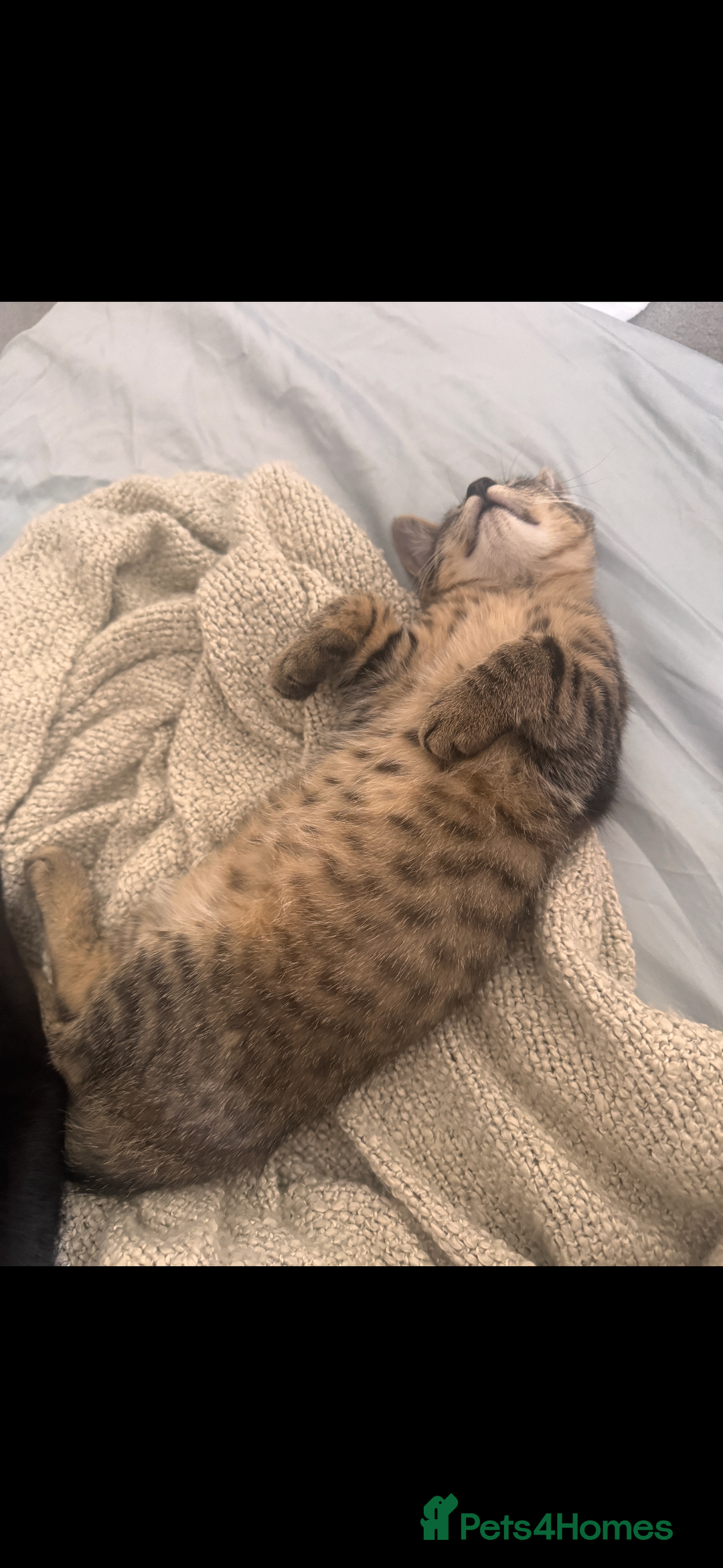 Siberian cats for sale: Cutest Siberian Kittens  - Advert 6