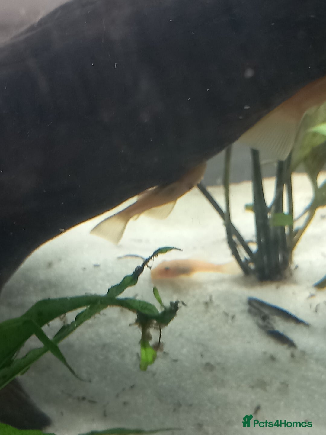 Plecos fish for sale: Bristlenose pleco various colours and sizes - Image 2