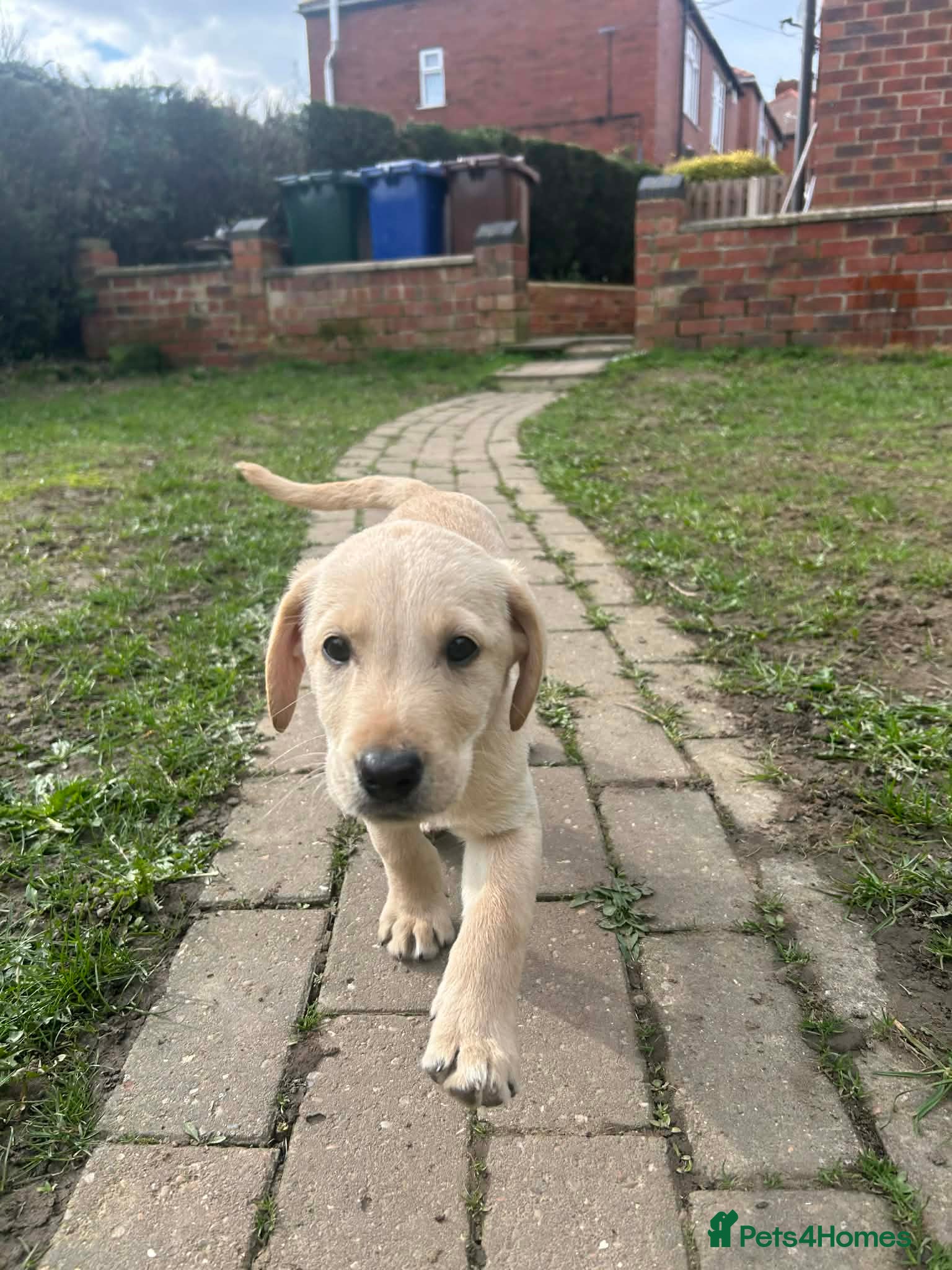 Labrador Retriever dogs Trained Labrador Retriever for sale  - Advert 1