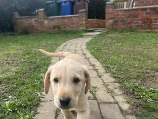 Labrador Retriever dogs Trained Labrador Retriever for sale - Advert 1