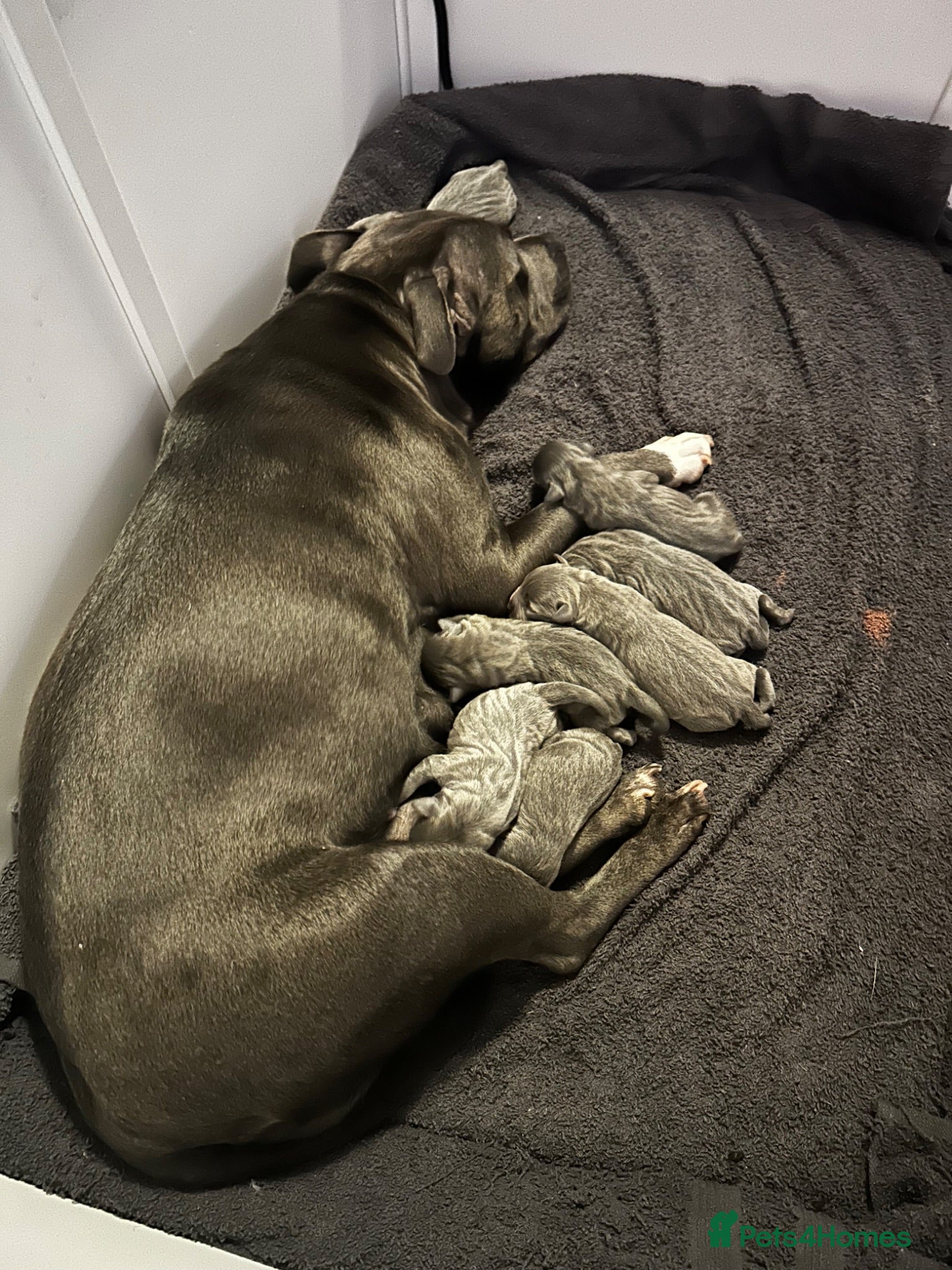 Staffordshire Bull Terrier dogs 8 stunning Stafford bull terrier puppies - Advert 6