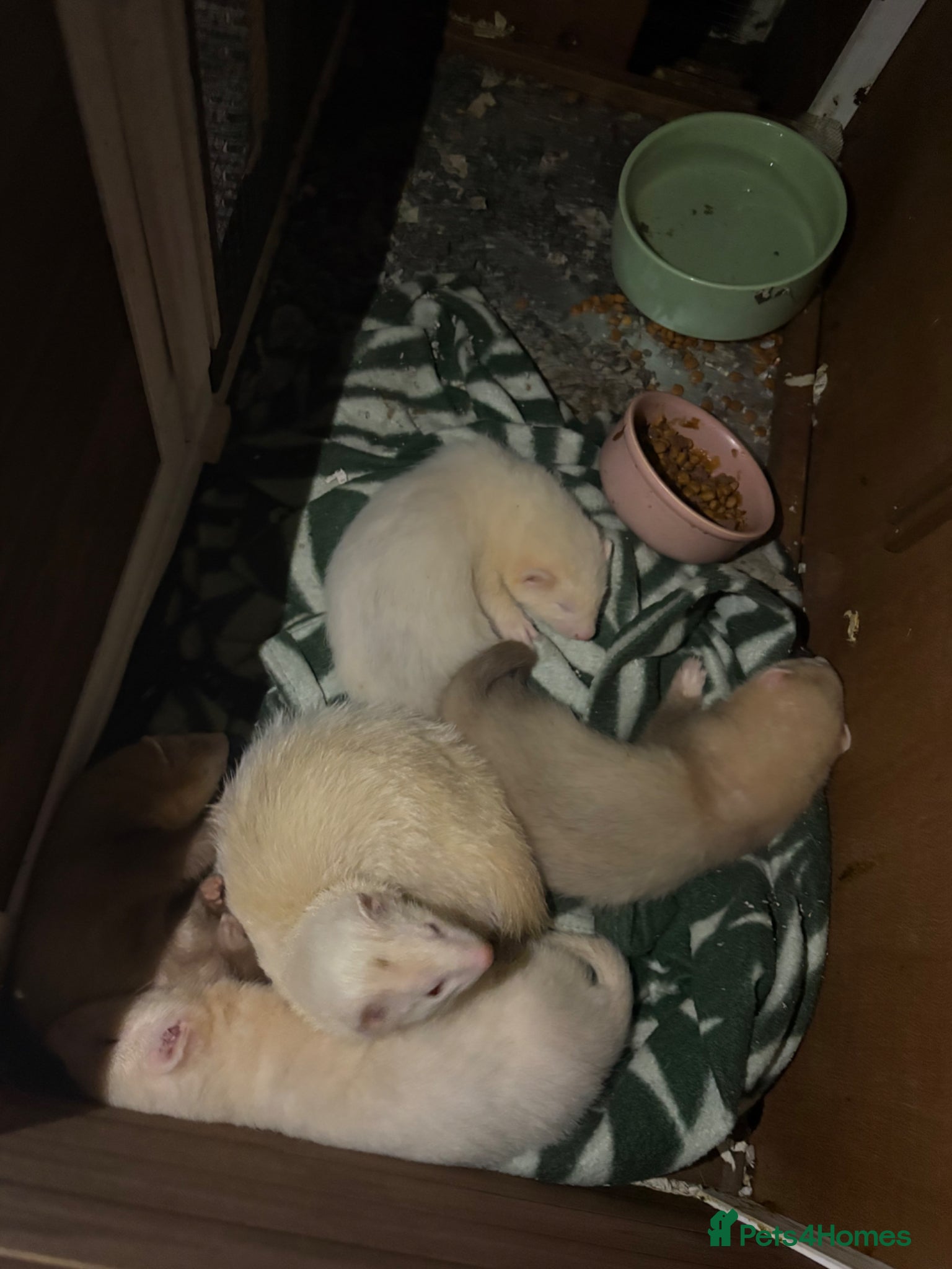 Ferret rodents Jill and hob kits  - Advert 15