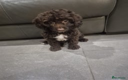 Cockapoo dogs for sale: Last f1B girl ready now - Image 7