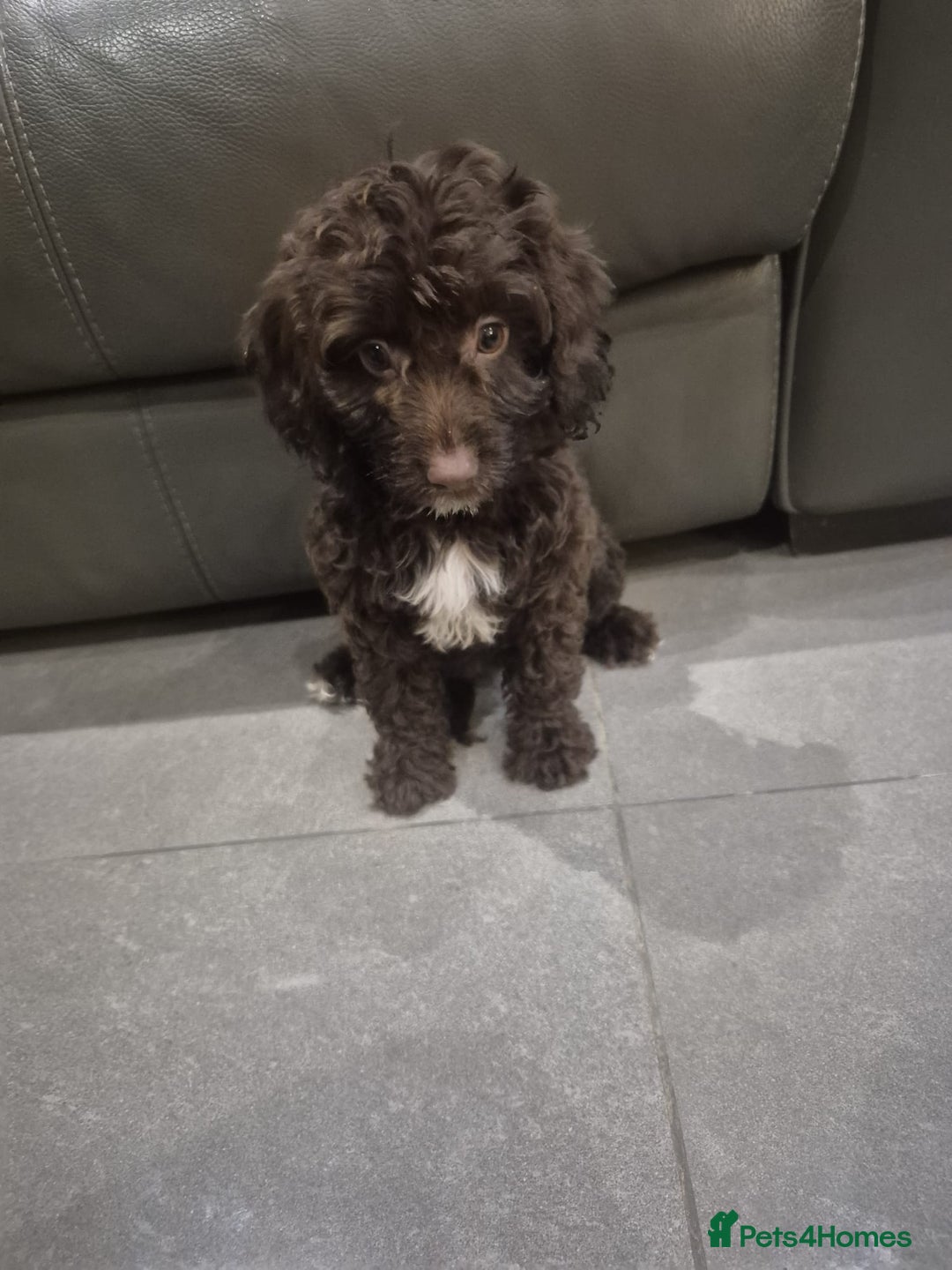 Cockapoo dogs for sale: Last f1B girl ready now - Image 7