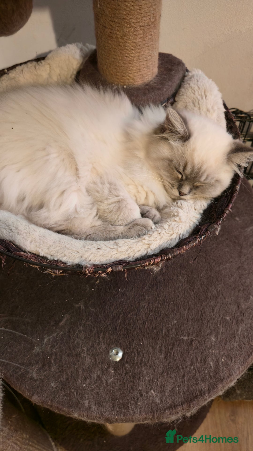 Ragdoll cats for sale: Adorable Ragdoll cross Scottish Straight - Advert 10