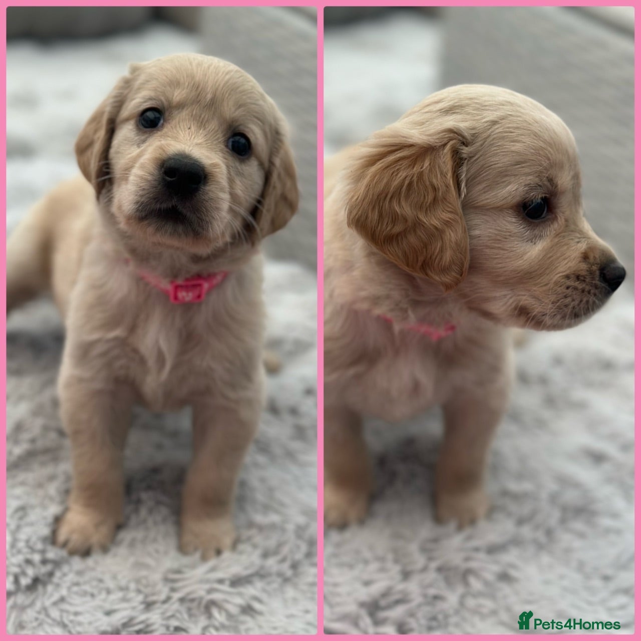 Golden Retriever dogs *Beautiful KC Golden retriever puppies* - Advert 2