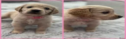 Golden Retriever dogs for sale: *Beautiful Golden retriever puppies* - Advert 3