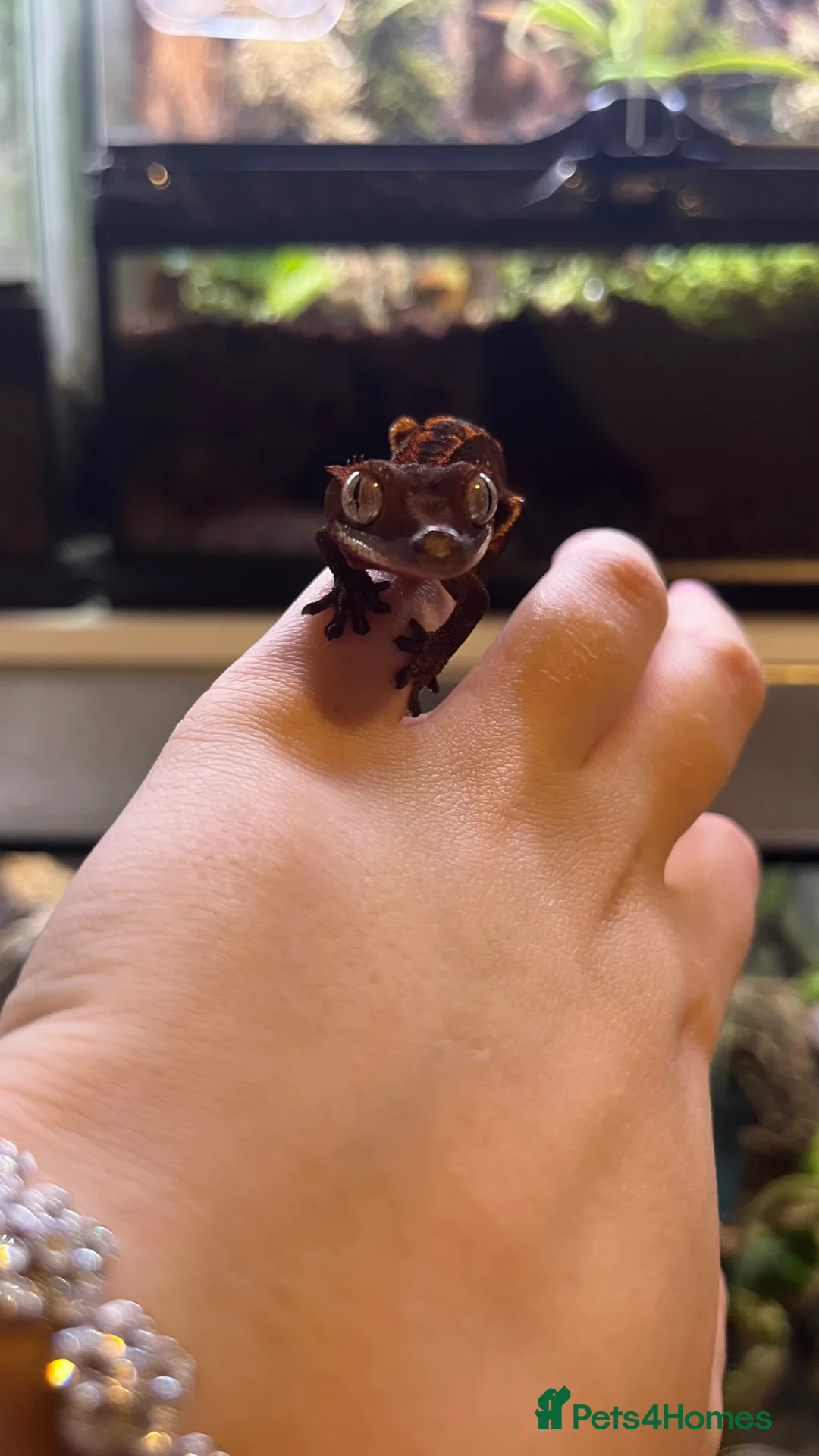 Gecko reptiles for sale: Created gecko hatchling  - Advert 2