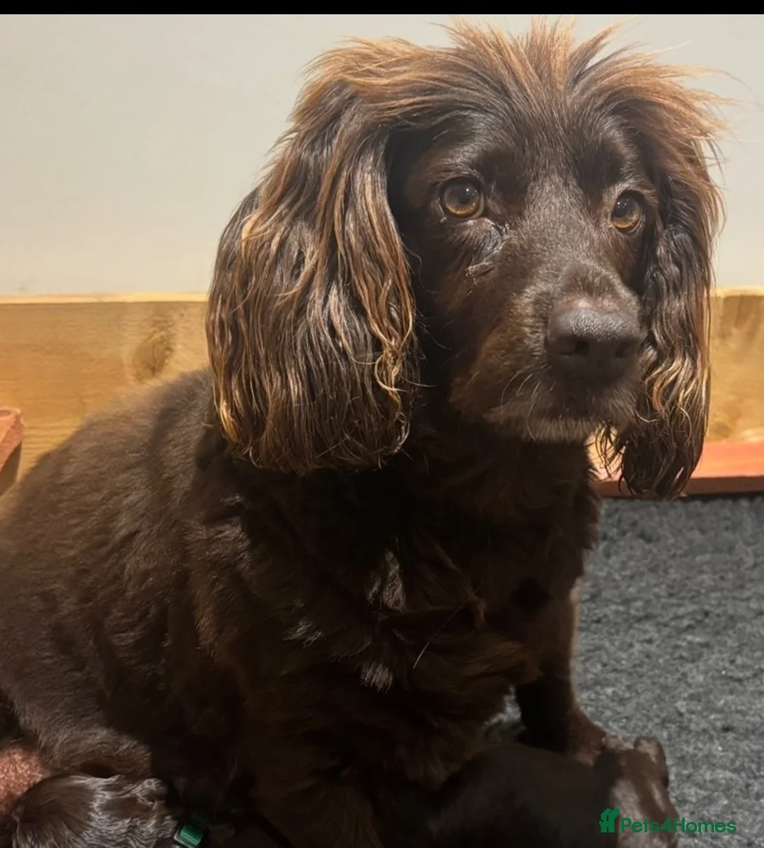 Cockapoo dogs for sale: 4 F1 chocolate cockapoos 2 boys 2 girls  - Advert 1