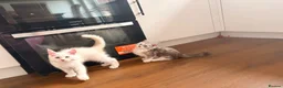 Maine Coon cats for sale: 🐾✨ MAJESTIC MAINE COON KITTENS ✨🐾 - Advert 13
