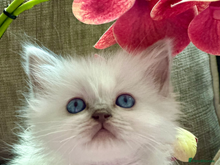 Ragdoll cats 🎀 LOVING GCCF KITTENS 🦋🎀 - Advert 13