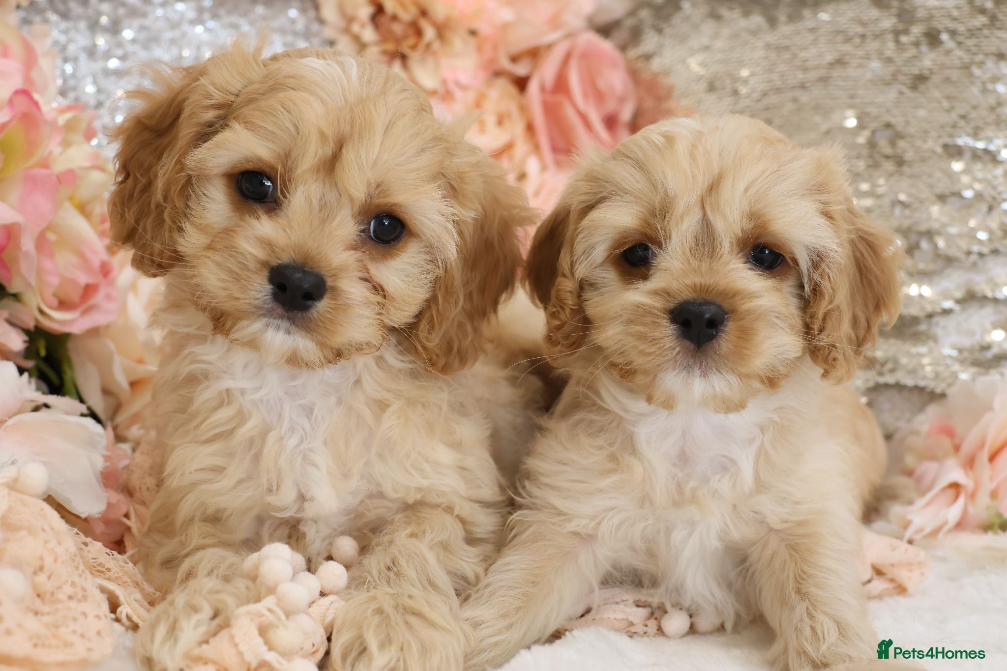 Cavapoo dogs *HEALTH TESTED*  F1 Cavapoos - Advert 1