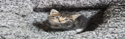 Mixed Breed cats for sale: Beautiful kittens, mixed Breed. - Advert 15