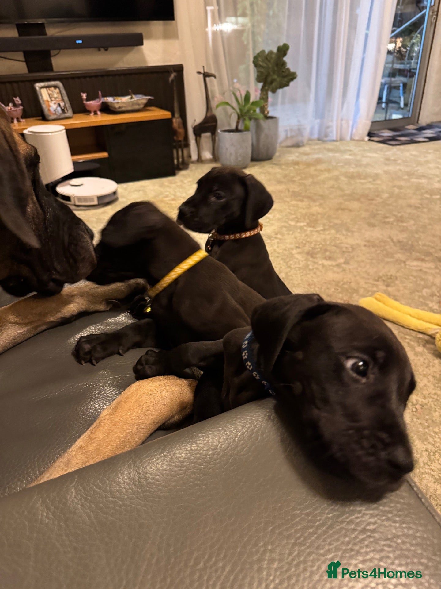 Great Dane dogs Ready now! Beautiful KC Great Dane puppies  - Advert 1