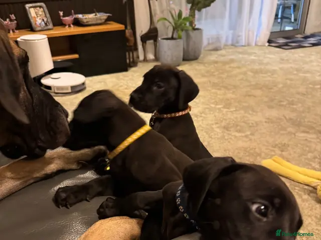 Great Dane dogs Ready now! Beautiful KC Great Dane puppies - Advert 1