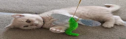 British Shorthair cats for sale: GCCF registered cream and lilac BSH - Advert 20