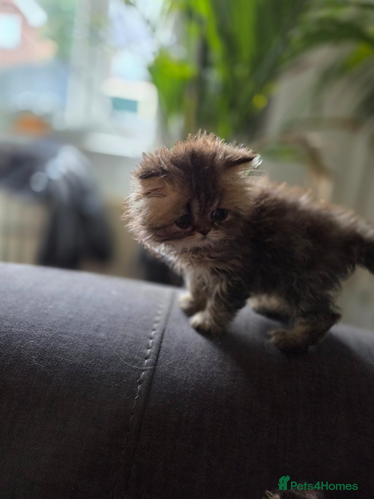Persian cats for sale: Two Beautiful Persian male kittens  - Advert 8