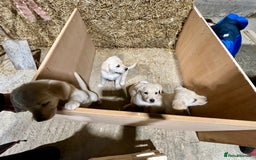 Labrador Retriever dogs for sale: Labrador Retriever Pups Ready for Forever Homes - Image 8