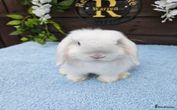Mini Lop rabbits for sale: **Stunning Mini lop baby buck available** - Image 4