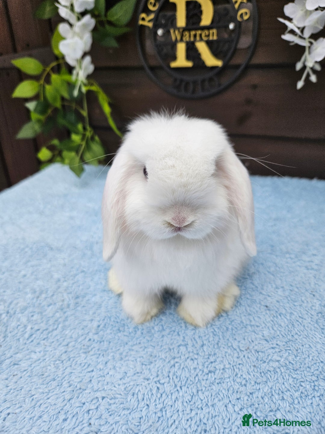 Mini Lop rabbits for sale: **Stunning Mini lop baby buck available** - Image 4