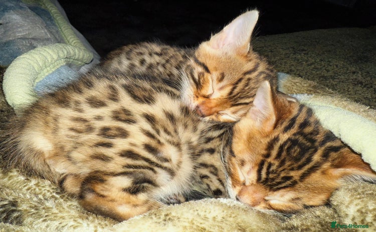 Bengal cats - Advert 1