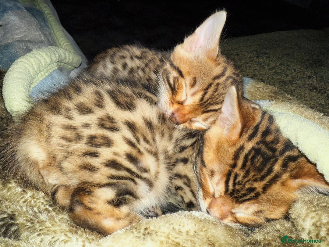 Bengal cats for sale: Bengal kittens  - Image 1