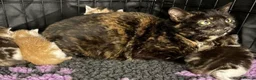 Mixed Breed cats for sale: Little kittens - Advert 3