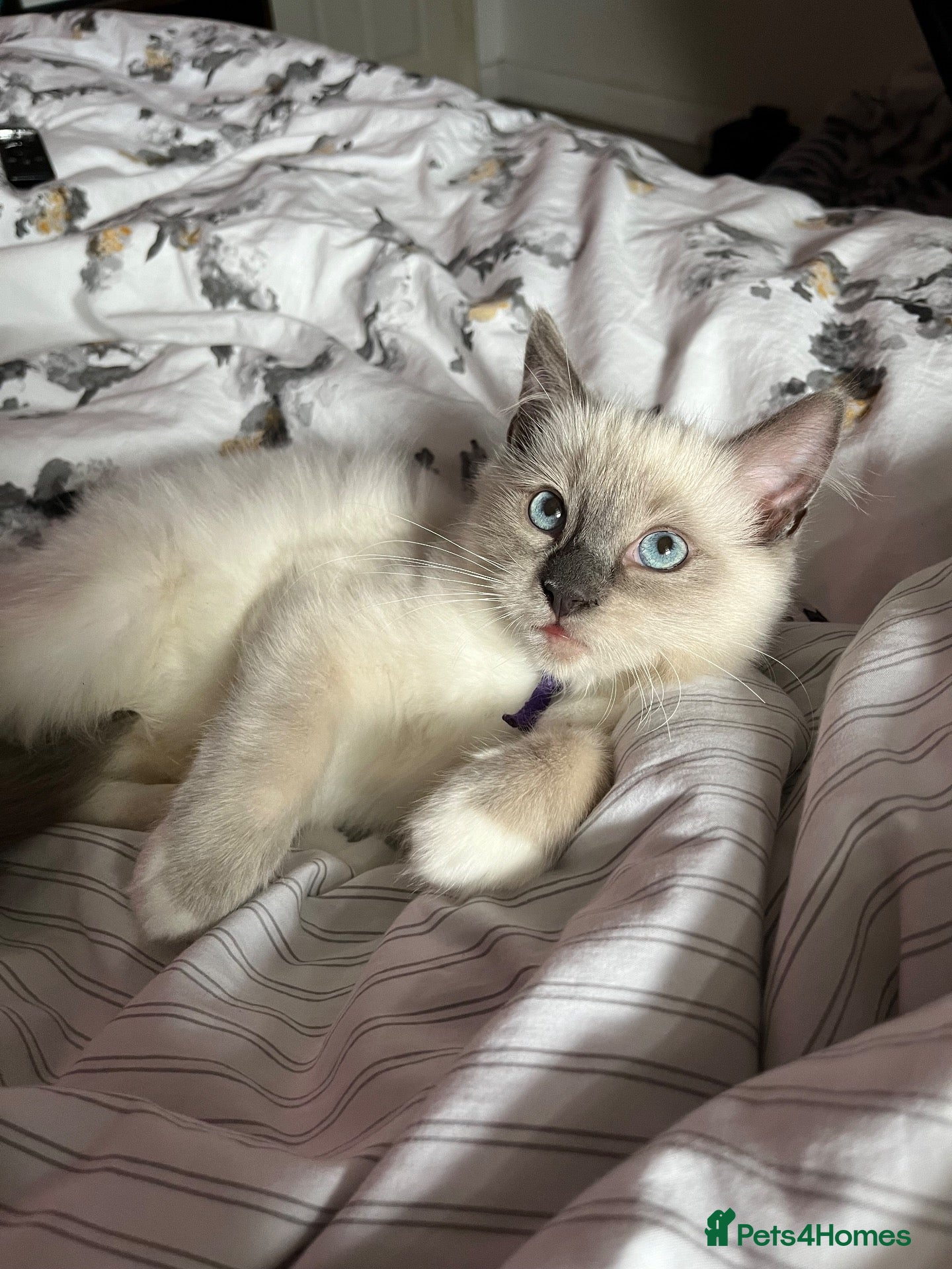 Ragdoll cats ❤️Beautiful baby girl 😍 - Advert 1