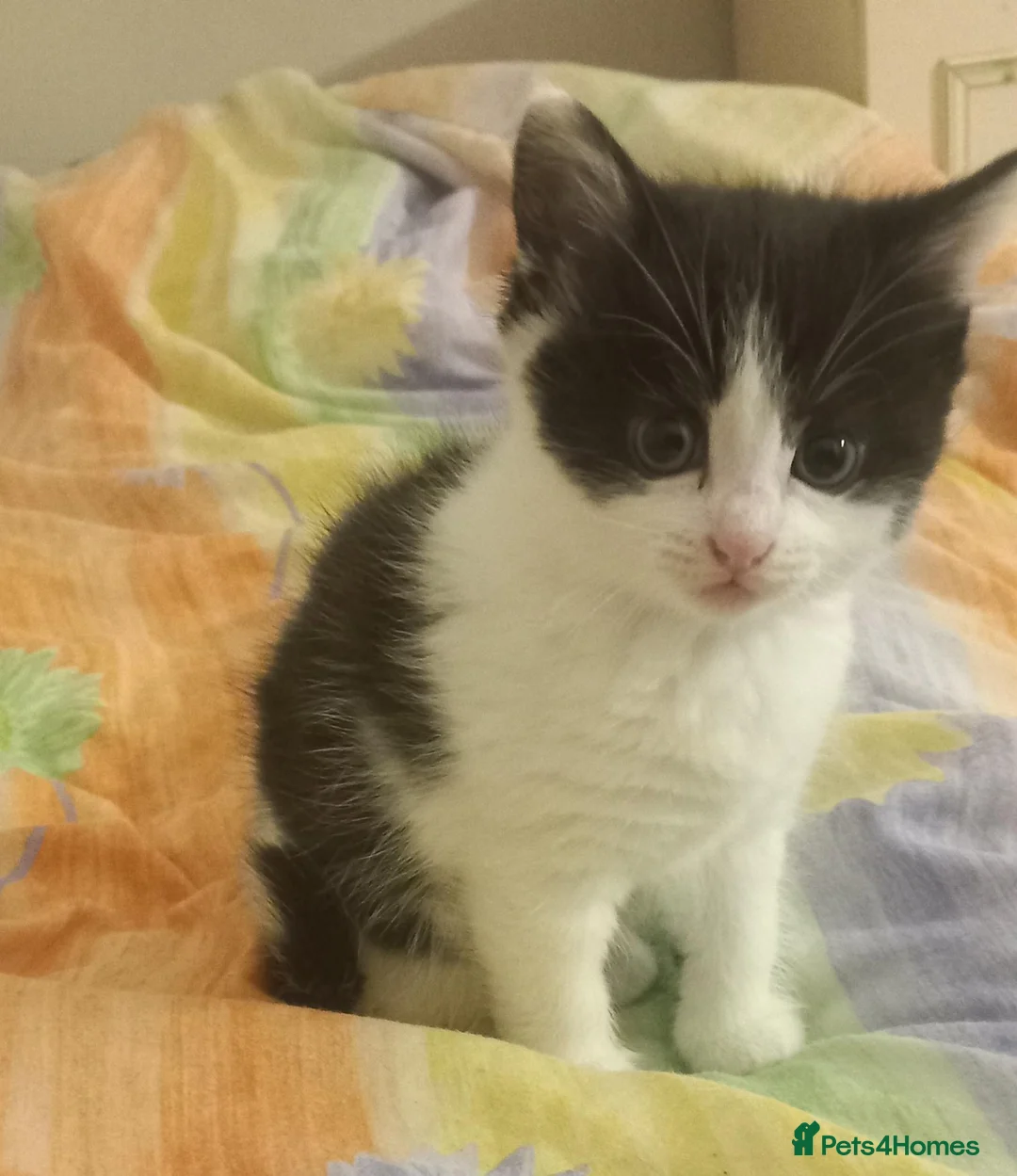 Mixed Breed cats for sale: Miss  in Falmouth - Advert 2