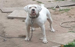American Bulldog dogs for stud: DARKWATCHDOGS RAZER NKC REG AVAILABLE FOR STUD - Image 2