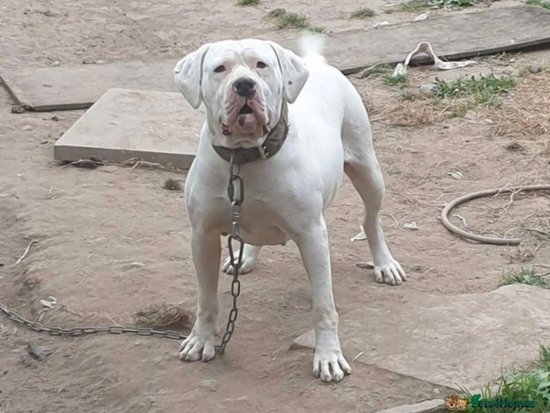 American Bulldog dogs for stud: DARKWATCHDOGS RAZER NKC REG AVAILABLE FOR STUD - Image 2