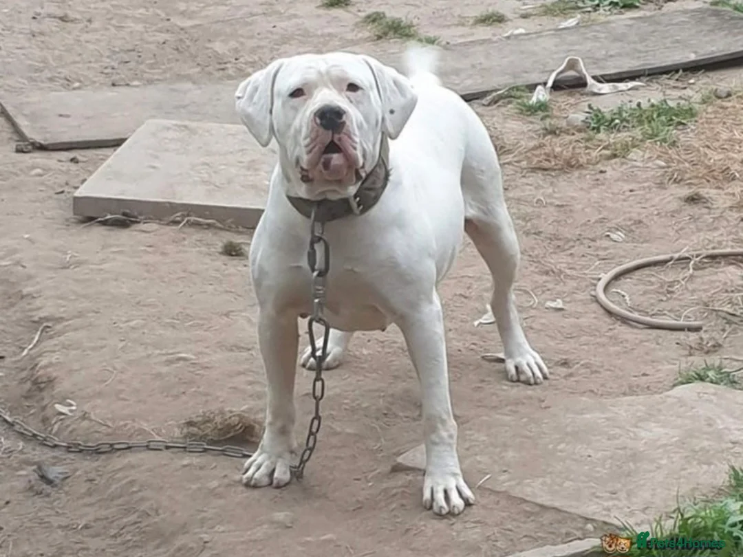 American Bulldog dogs for stud: DARKWATCHDOGS RAZER NKC REG AVAILABLE FOR STUD - Advert 2