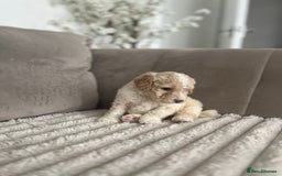 Sproodle dogs for sale: Sproodle puppies  - Image 6