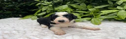 Bordoodle dogs for sale: F1 190+ genetic test clear - refund guarantee - Advert 9