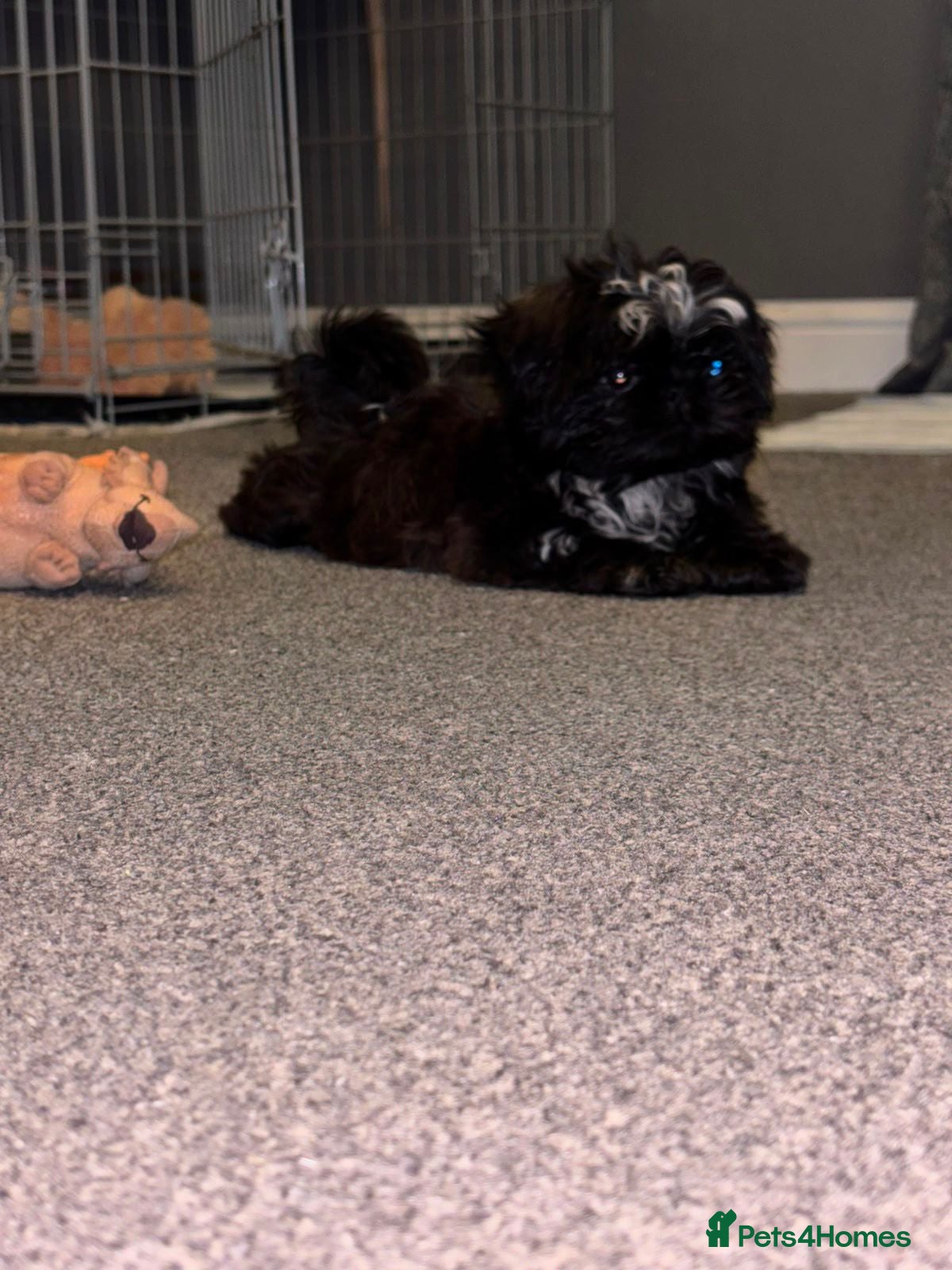 Shih Tzu dogs 1 kc reg shih tzh ready to go had both injections  - Advert 8