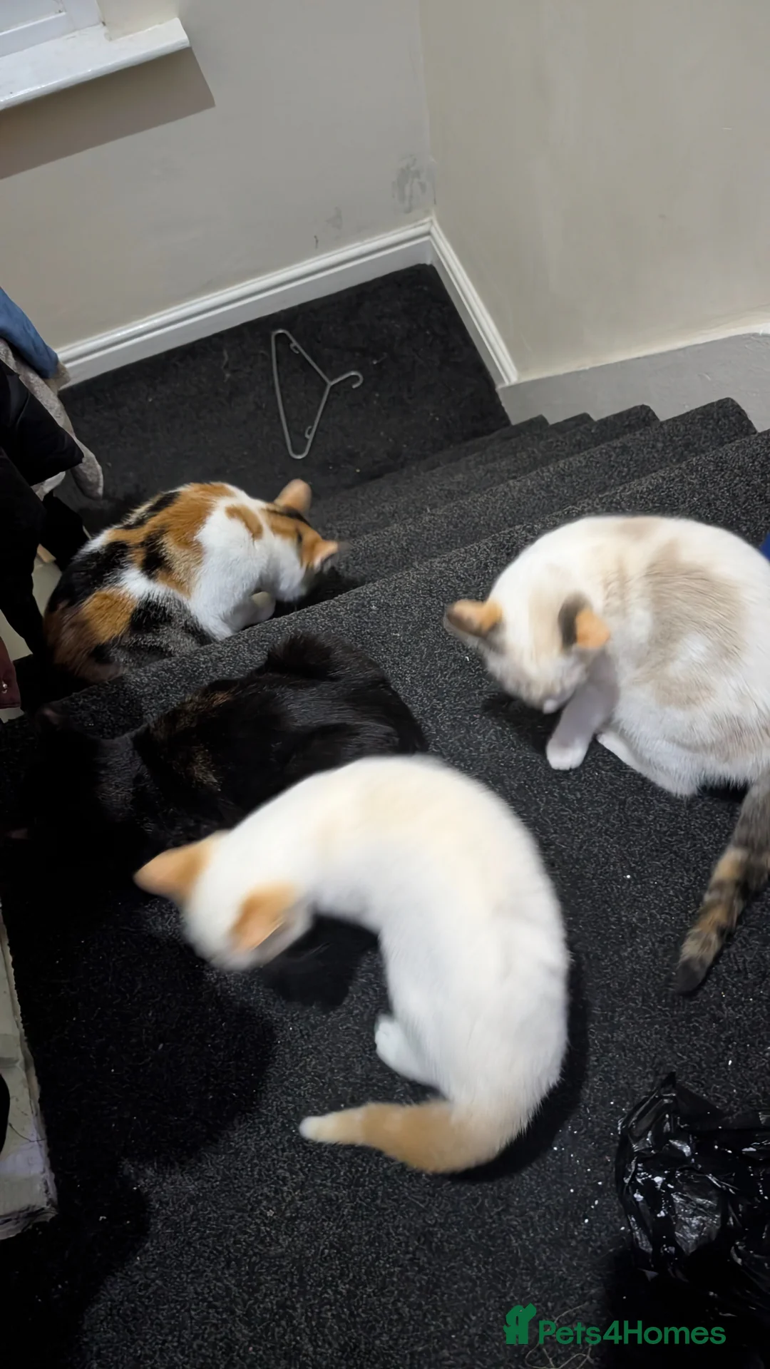 Abyssinian cats for sale: Cat and three kittens  - Advert 5