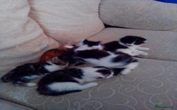 Mixed Breed cats for sale: Mixed breed kittens, Leominster - Image 2