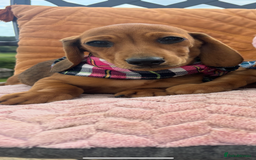 Miniature Dachshund dogs for sale: BEAUTIFUL KC REG & PRA CLEAR MINIS - 0% inbreeding - Image 35