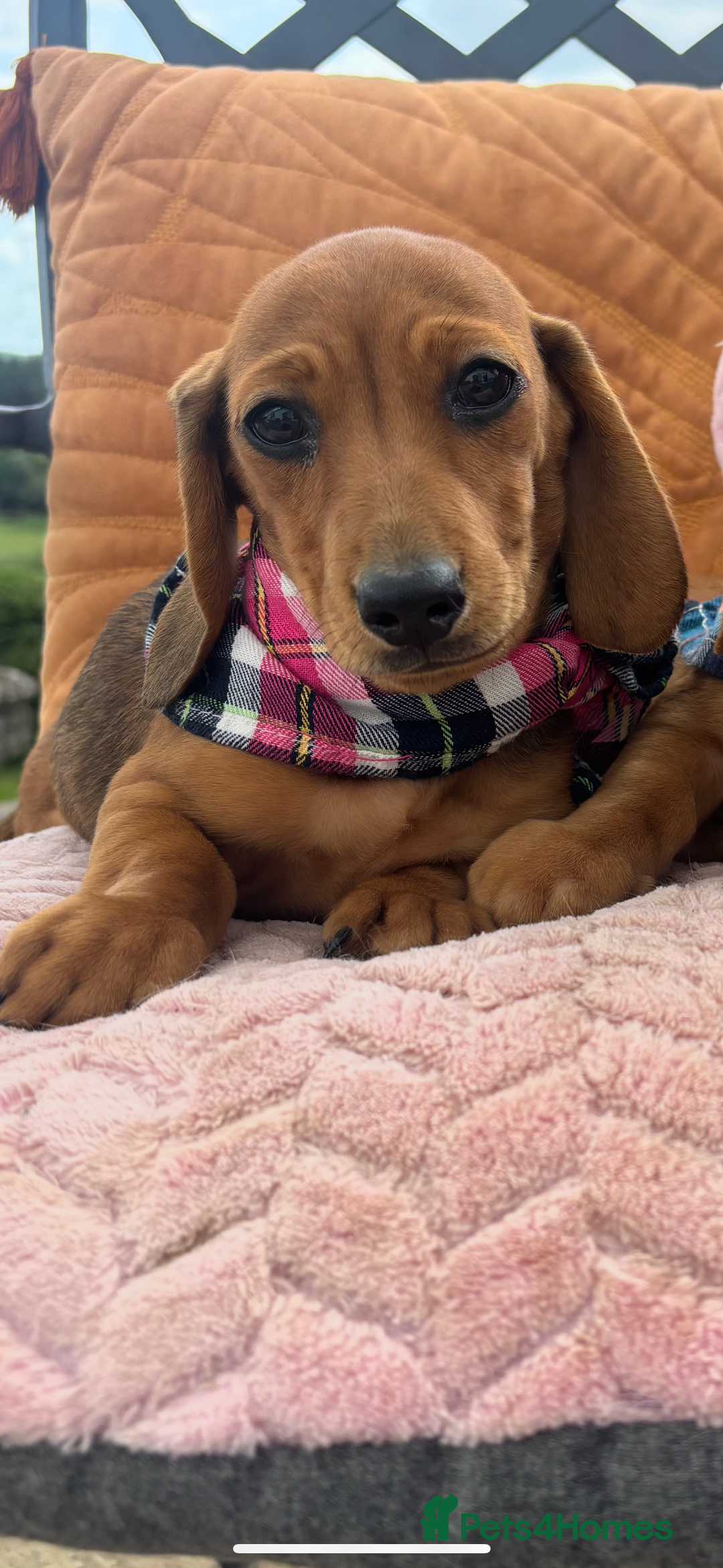 Miniature Dachshund dogs for sale: BEAUTIFUL KC REG & PRA CLEAR MINIS - 0% inbreeding - Image 35