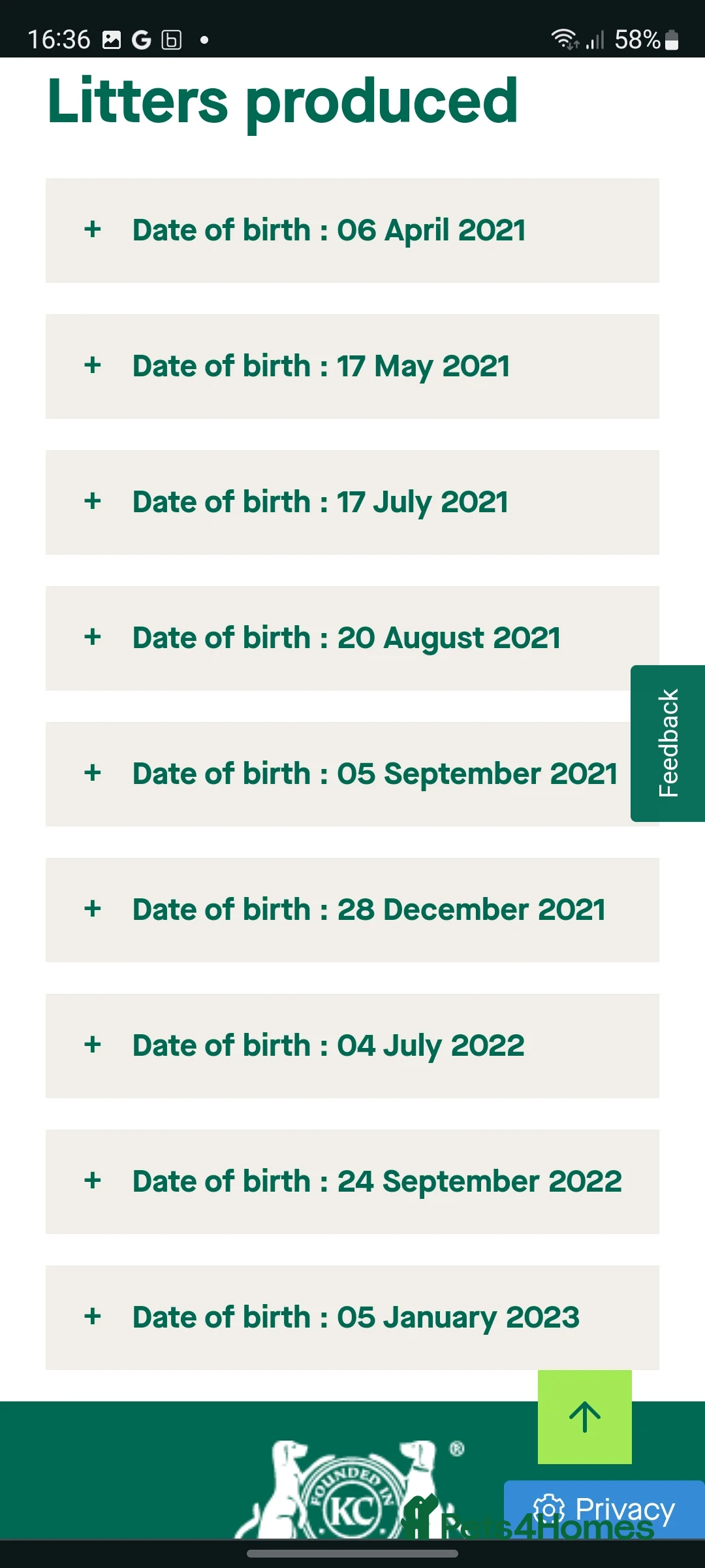 Hungarian Vizsla dogs for stud: Hungarian Vizsla for stud! in Llantwit Major - Advert 39