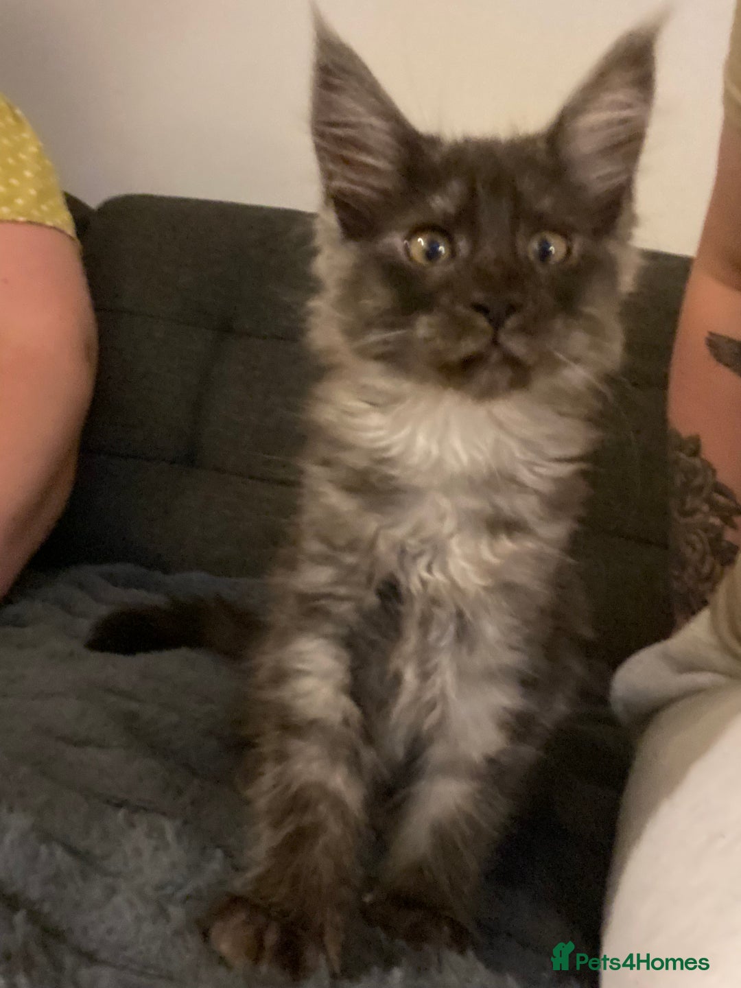 Maine Coon cats for sale: Maine Coon kittens for sale  - Image 10