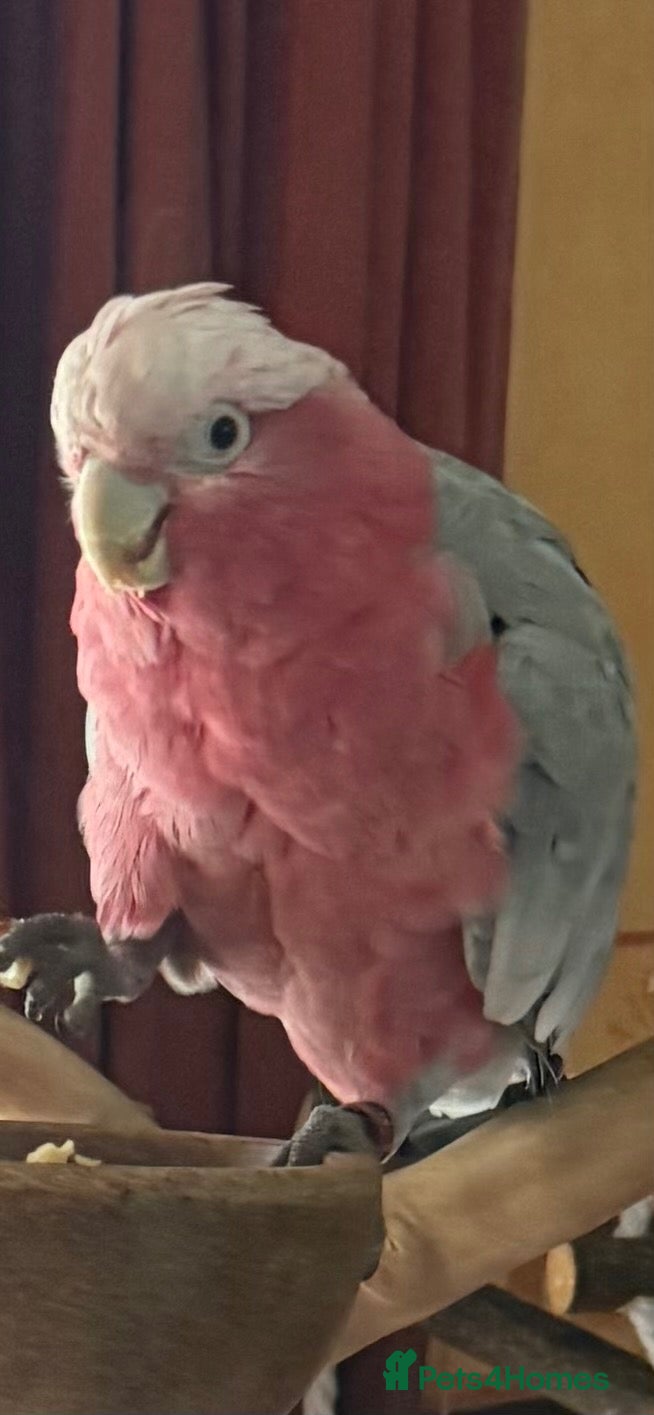 Cockatoo birds 2 yer tame galah cockatoo  - Advert 3