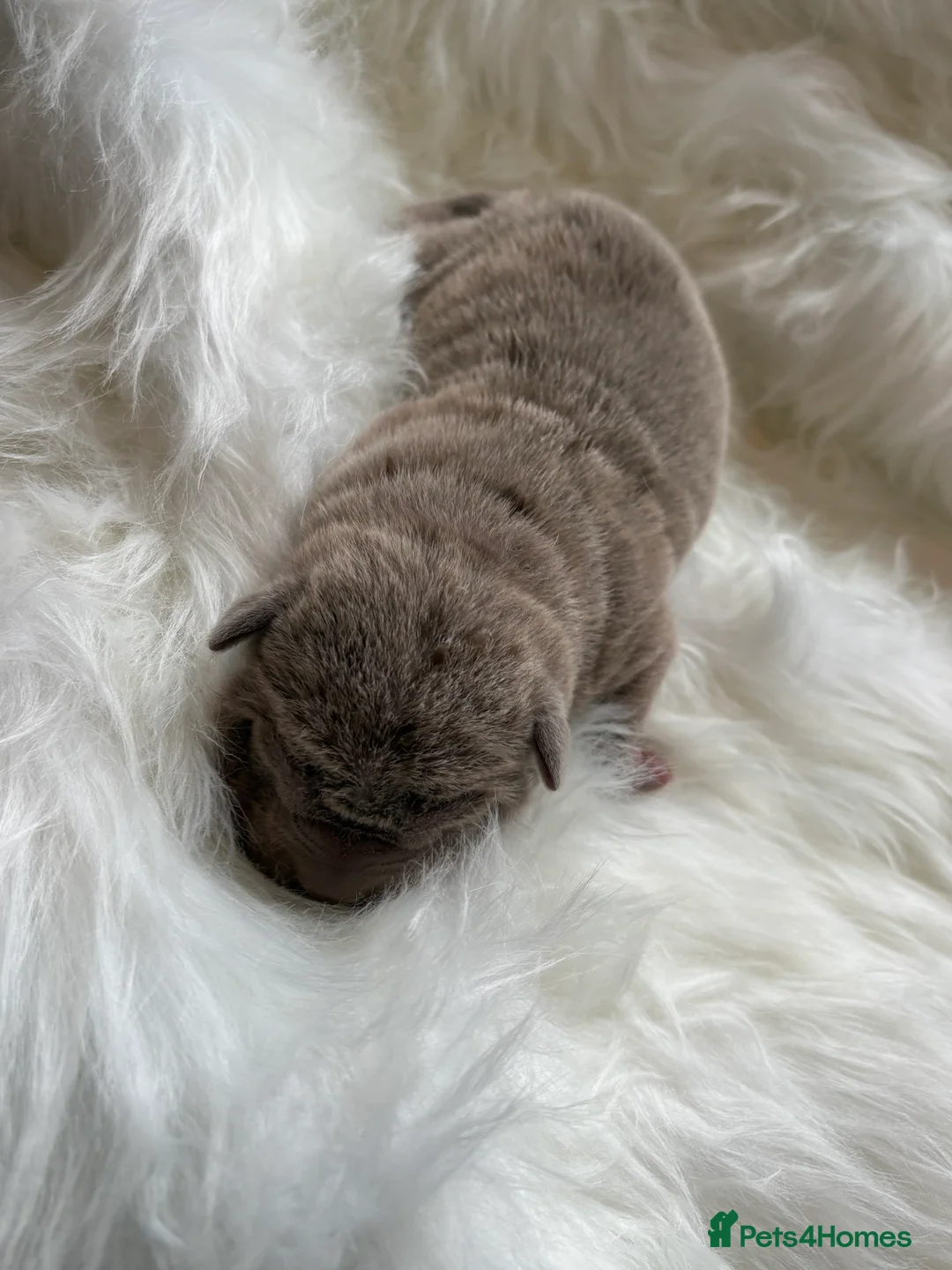 Shar Pei dogs for sale: Stunning rare Shar-Pei puppies  - Advert 13