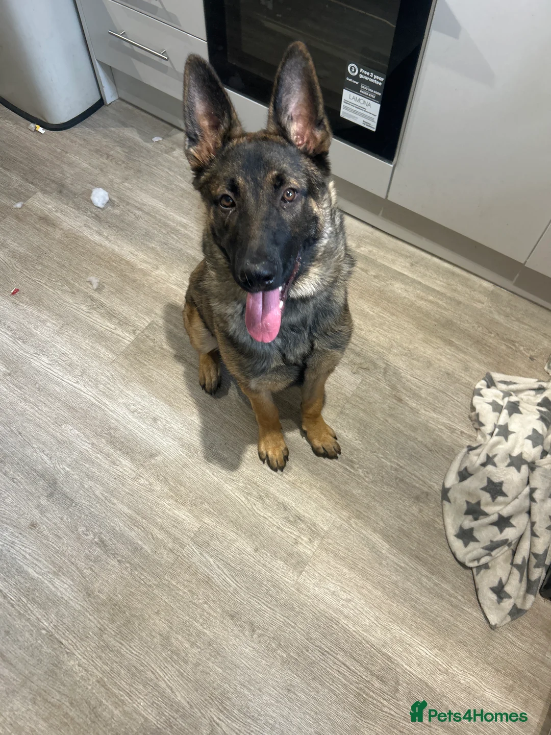 German Shepherd dogs for sale: German shepherd  in Kidderminster - Advert 2