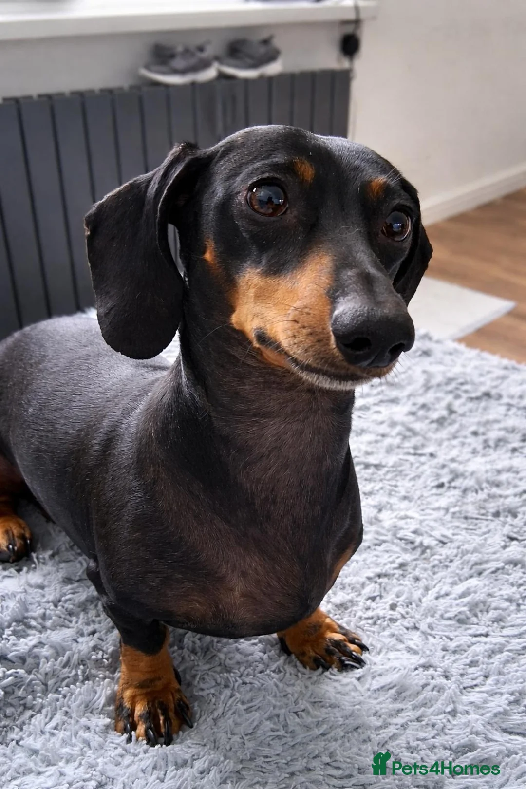 Dachshund dogs for sale: Miniature Dashund 💕 - Advert 2